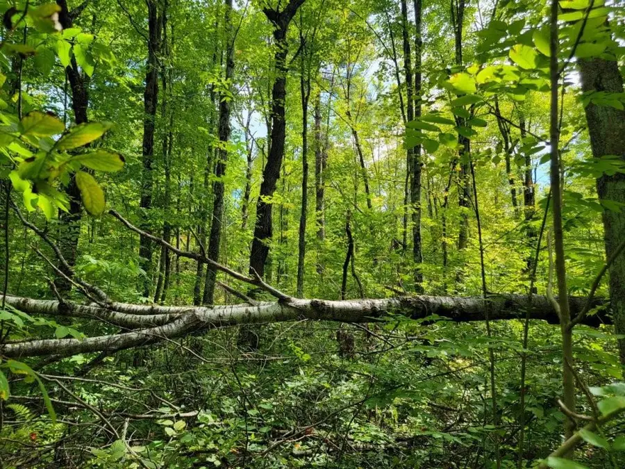 On Cemetery Road, Radisson, WI 54867 - Image #3