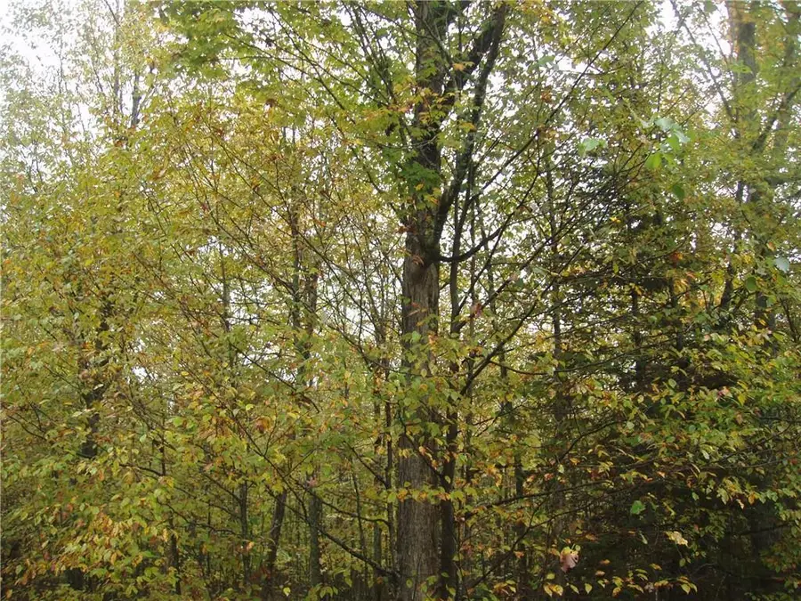 80+/- Acres On Bass Lake Road, Park Falls, WI 54552 - Image #2