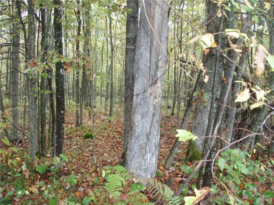 80+/- Acres On Bass Lake Road, Park Falls, WI 54552 - Image #3