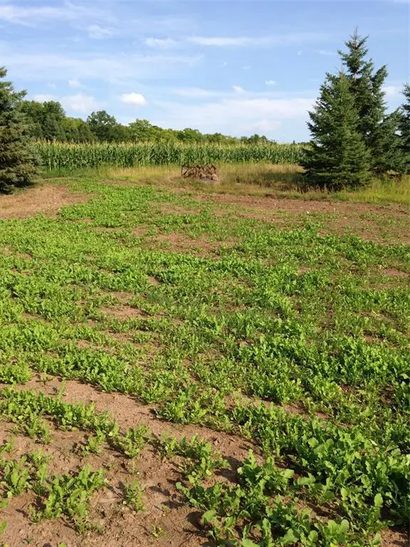 120 +/- Acres Off County Hwy N, Glidden, WI 54527 - #3