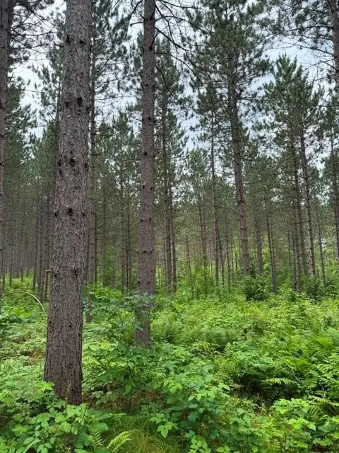 20 Acres 5th Avenue, Trego, WI 54888 - #3