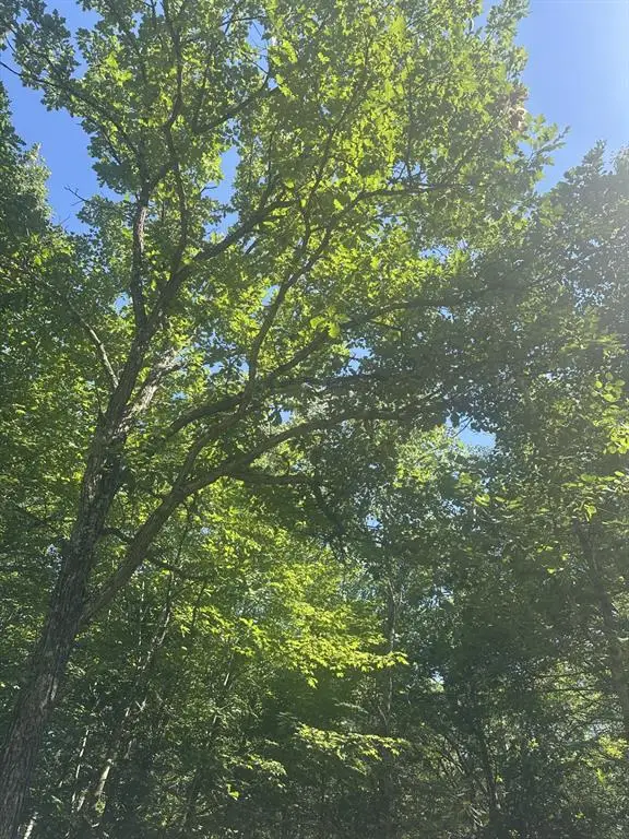 Lot 3 271st Street, Holcombe, WI 54745 - #3