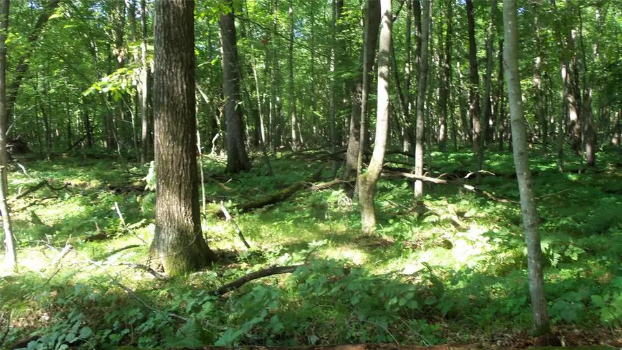 Lot 3 Howard Johnson Trl, Siren, WI 54872 - #3