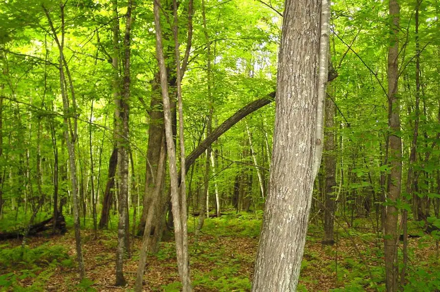 80 Acres on Bailey Road, Bruce, WI 54819 - #2