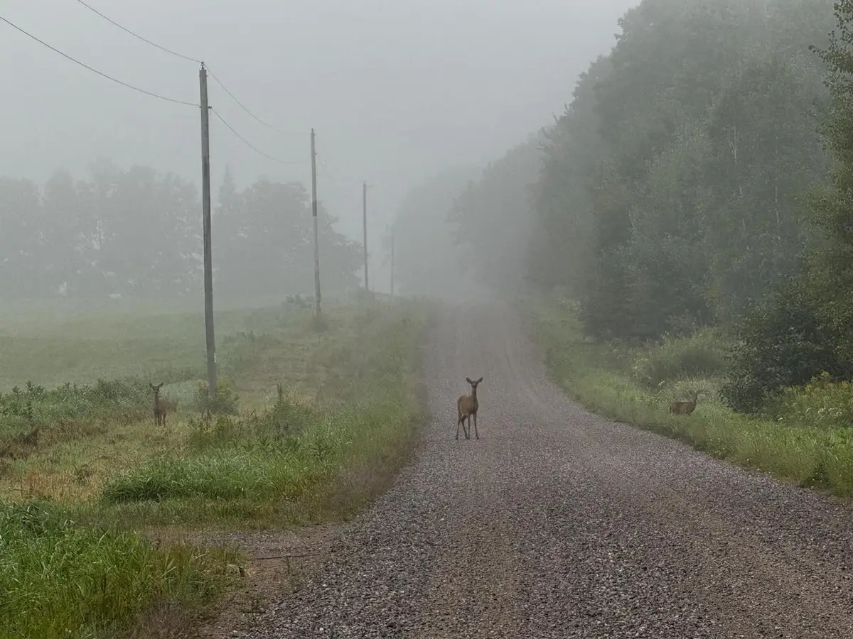 N2179 SCHALK ROAD, Ogema, WI 54459 - #1