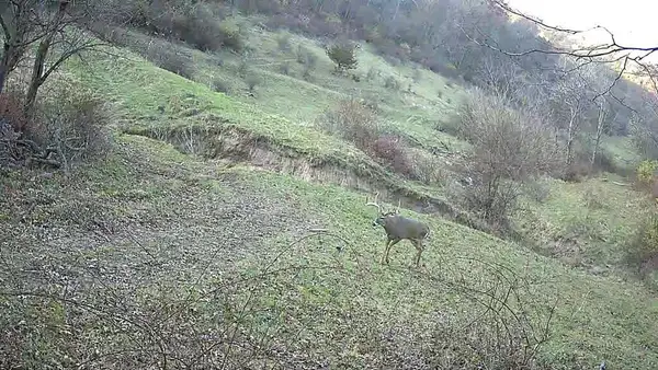 Lot 1 329 ACRES COUNTY ROAD S, Boscobel, WI 53805