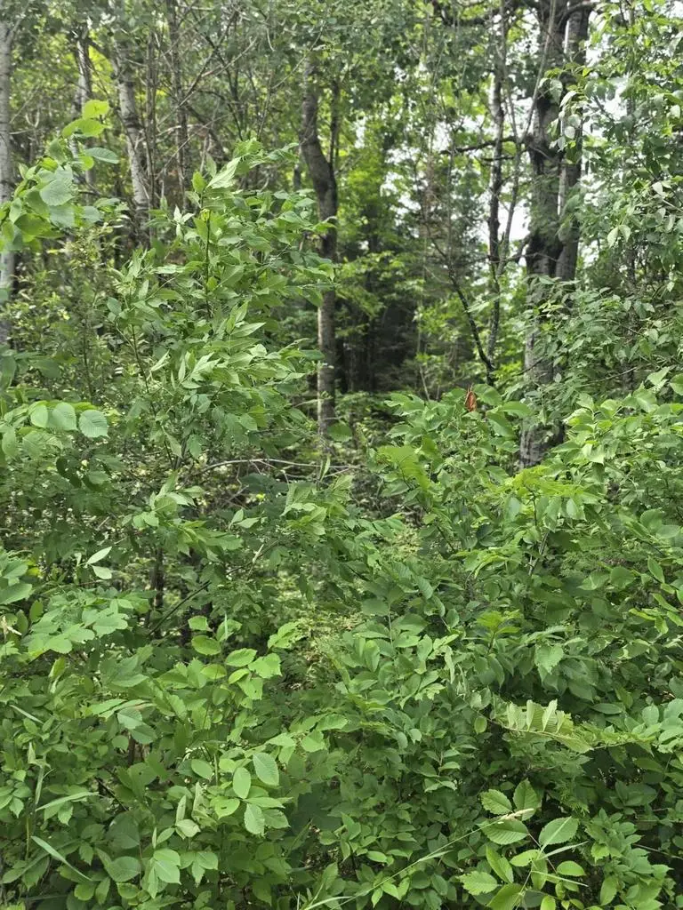 Lt1 OLD RAIL ROAD, Wausaukee, WI 54177 - #1