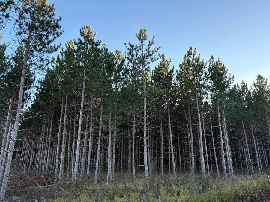 Lot 4 Plantation Road, Pelican Lake, WI 54463 - #3