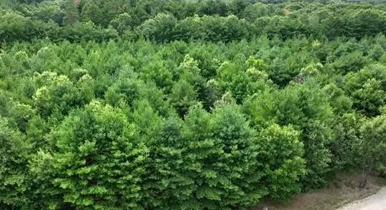 L16 Sandy Pines Court, Redgranite, WI 54970