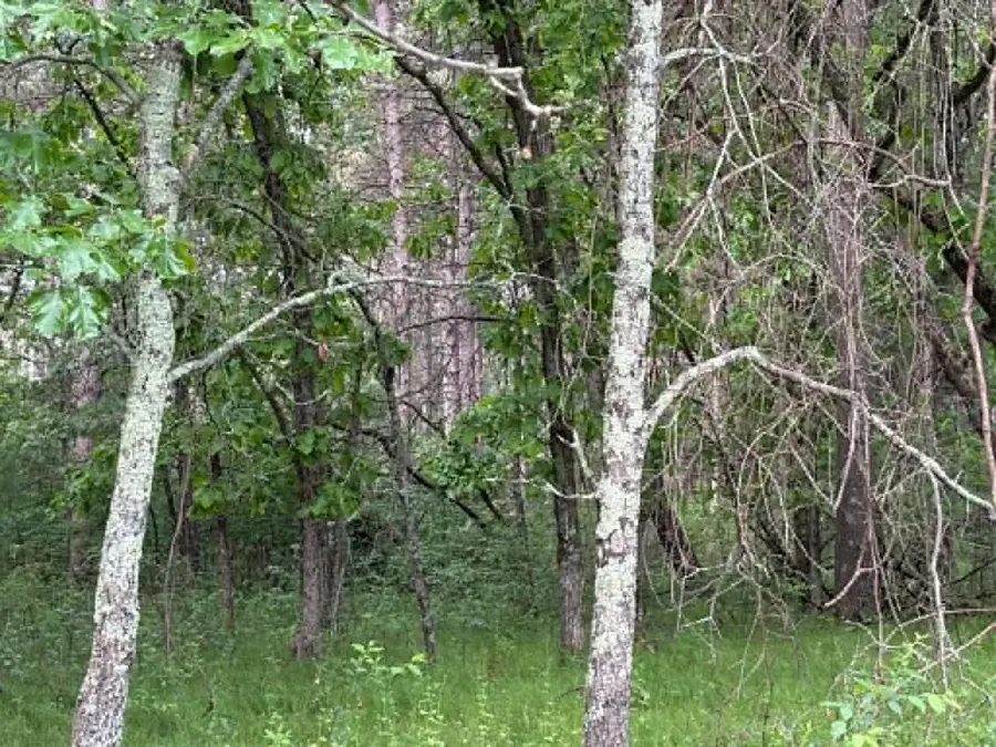 Lot 13 19th Boulevard, Friendship, WI 53934 - #3