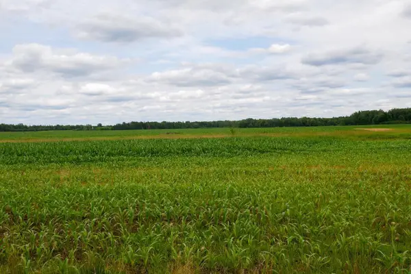 +/-19.85 Acres WIESE DRIVE, Rib Lake, WI 54470