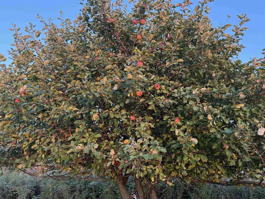 Lot 3 EAU CLAIRE RIVER ROAD, Aniwa, WI 54408 - Image #2