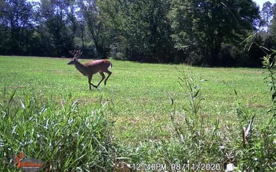 CHICKADEE ROAD, Loyal, WI 54446 - Image #3