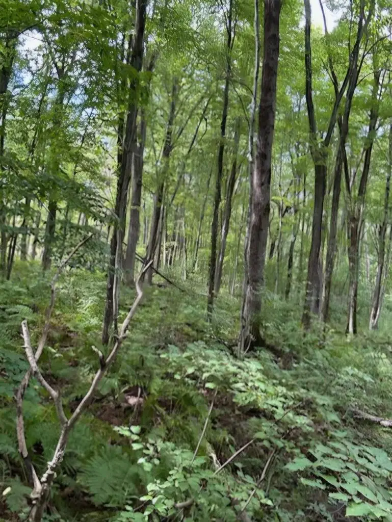 39.94 Acres COUNTY ROAD V, Pittsville, WI 54466 - Image #3