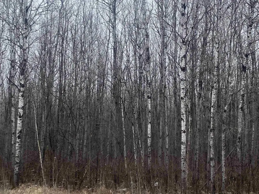 ON COUNTY ROAD E #8426-1, Tomahawk, WI 54487 - #2