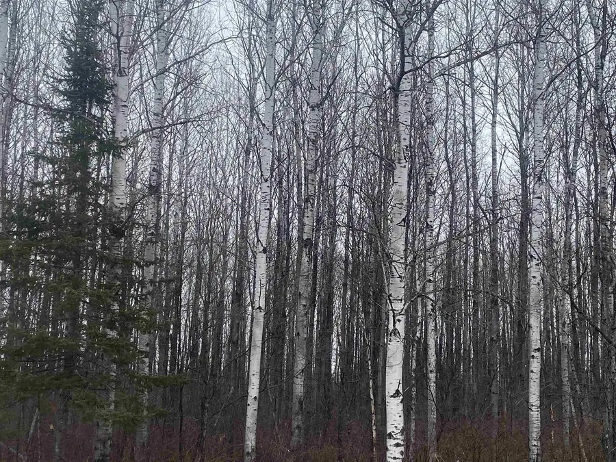 ON COUNTY ROAD E #8426-2, Tomahawk, WI 54487 - #3