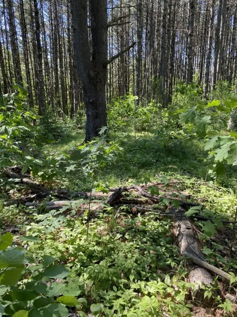 Lot 10,11,12,13 ROCKWOOD DRIVE, Minocqua, WI 54548 - #1