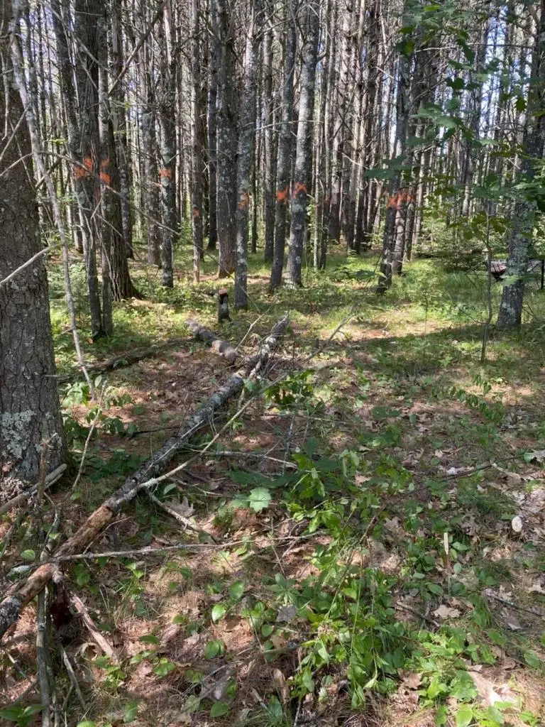 Lot 10,11,12,13 ROCKWOOD DRIVE, Minocqua, WI 54548 - #2