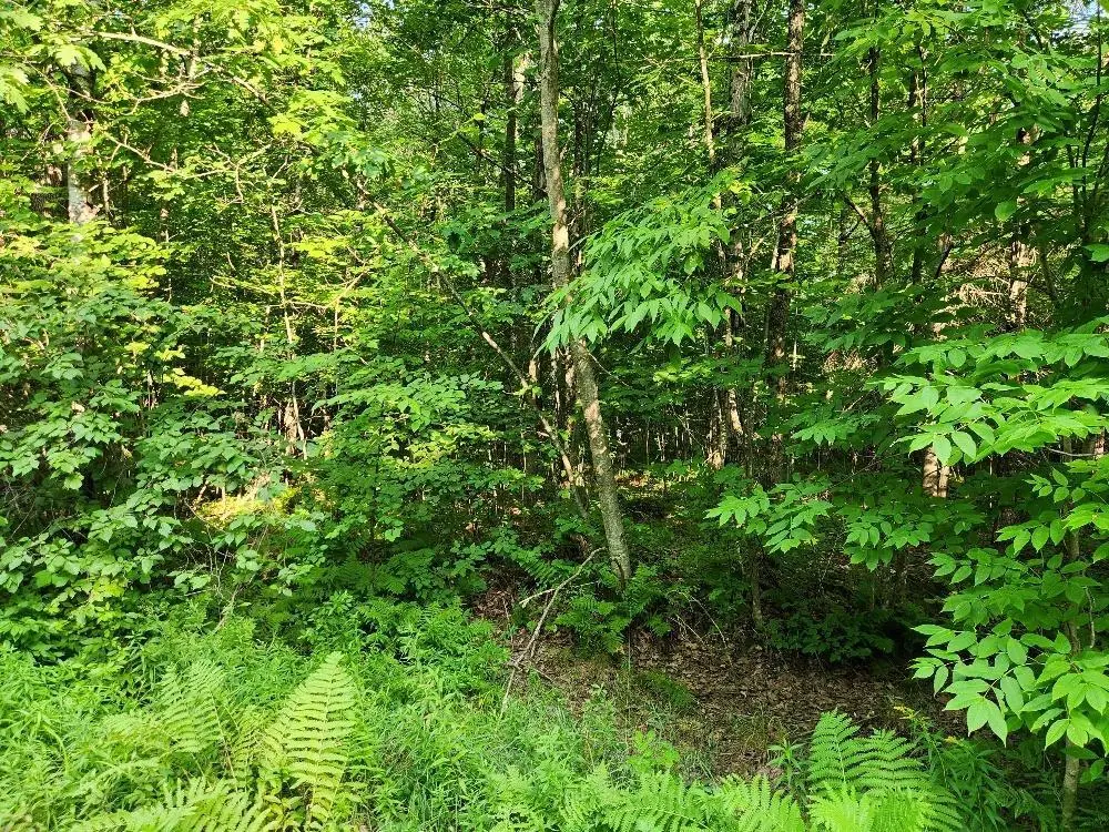 N6038 GRUENING LANE, Tomahawk, WI 54487 - #1
