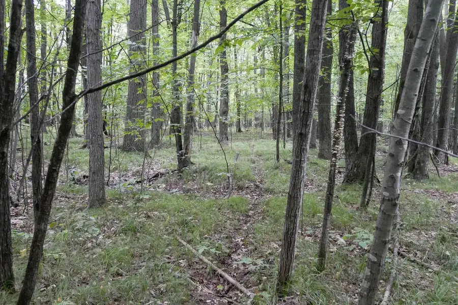 +/-80 Acres PINE AVENUE, Medford, WI 54451 - #2