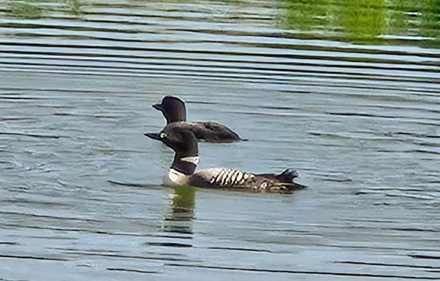 19D CRESTVIEW DRIVE, Mountain, WI 54149 - #3