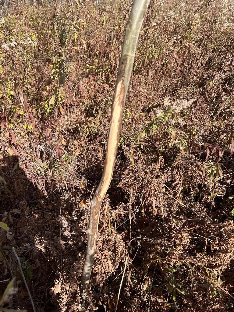 JUST ROAD, Wausaukee, WI 54177 - Image #3