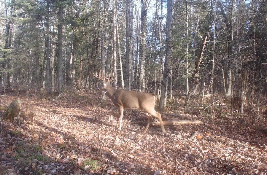 N FIRELANE ROAD, White Lake, WI 54491 - Image #2