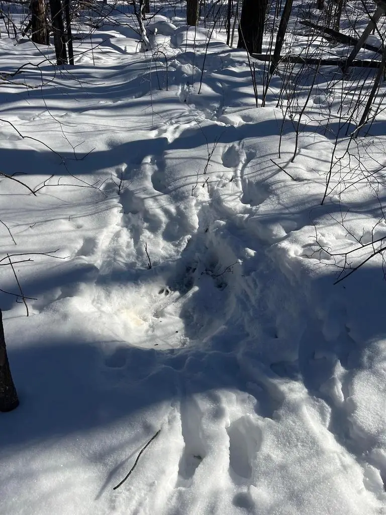 REPPERT ROAD, Exeland, WI 54835 - #2