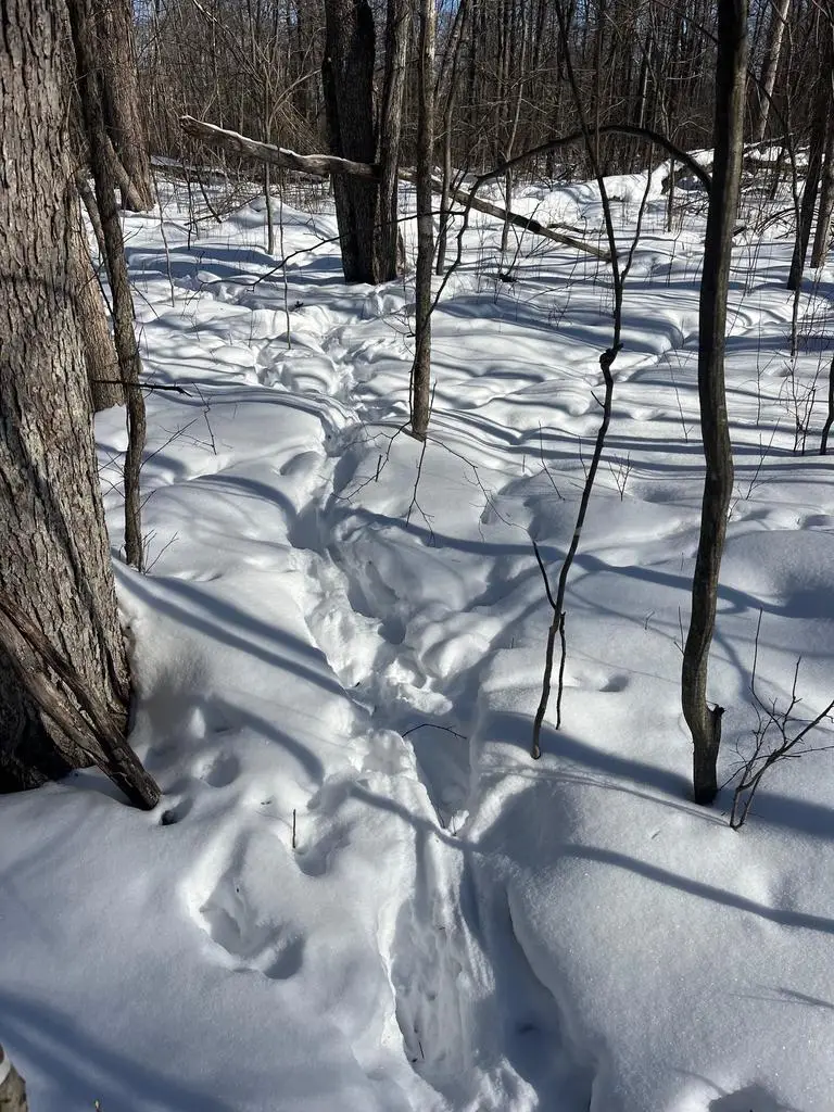 REPPERT ROAD, Exeland, WI 54835 - #3