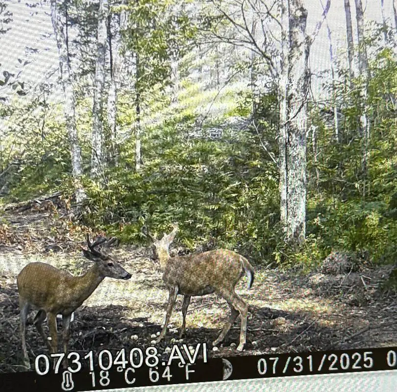 CO RD 356, Daggett, MI 49821 - #2