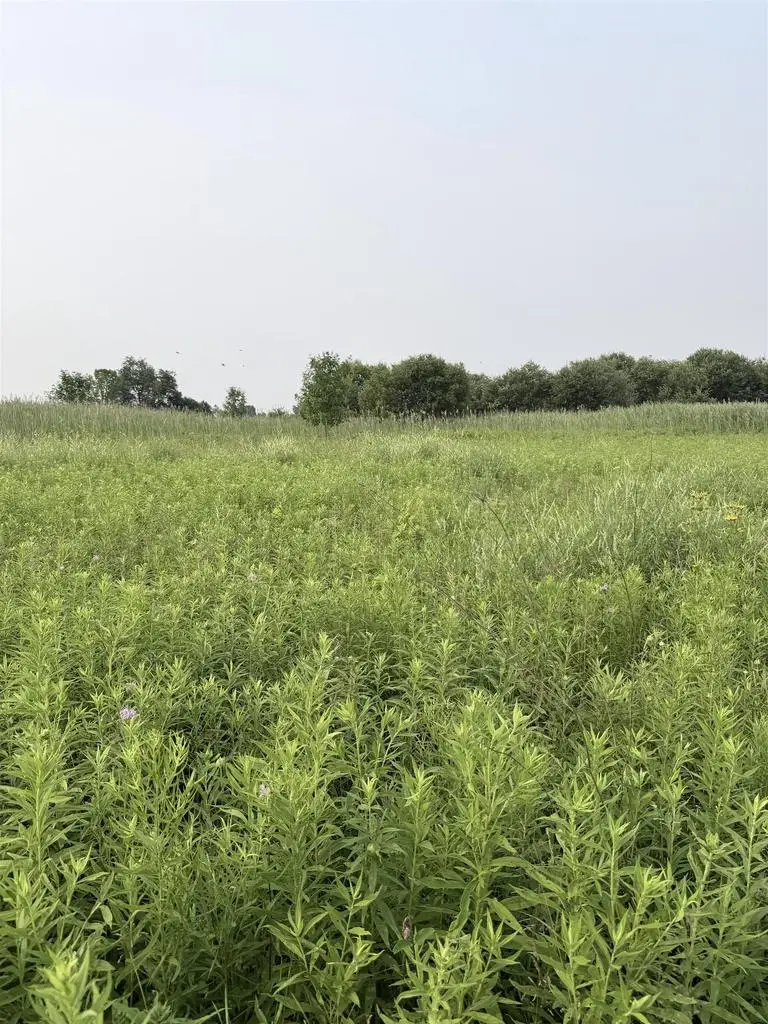 FOXWOODS LANE, Abrams, WI 54101 - #2
