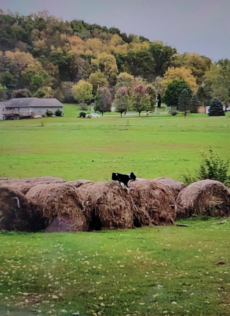 Lots 11 thru 15 Cedar Street, Soldiers Grove, WI 54655 BHGRE