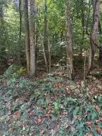 00 Red Oak Road, Fayetteville, WV 25840 - #2