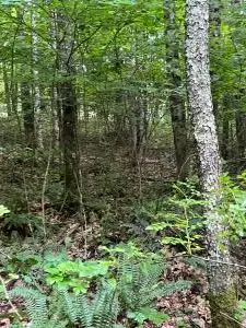 00 Red Oak Road, Fayetteville, WV 25840 - #3