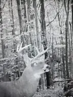 1399 Greenbrier Rd, Richwood, WV 26261 - #2