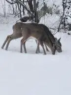 1399 Greenbrier Rd, Richwood, WV 26261 - #3