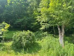 56 Maple St, Richwood, WV 26261 - #1