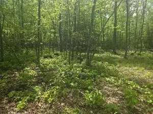 Kyler Rd, Craigsville, WV 26205 - #1