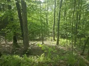 Kyler Rd, Craigsville, WV 26205 - #2
