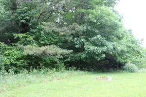 00 Holly Tree Rd/vaughan Ave, Summersville, WV 26651