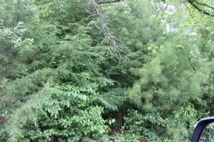 00 Holly Tree Rd/vaughan Ave, Summersville, WV 26651 - #2