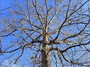 Collinwood Dr, Oak Hill, WV 25901 - #3