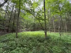 Lansing-edmond Rd, Edmond, WV 25837 - #1