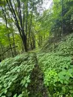 Mccarty St, Richwood, WV 26261 - #1