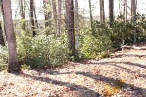 629 River Ridge Ln, Mount Nebo, WV 26679 - #1