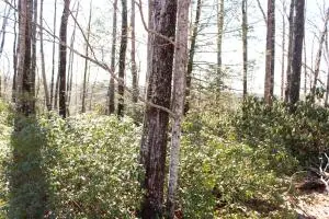 629 River Ridge Ln, Mount Nebo, WV 26679 - #3