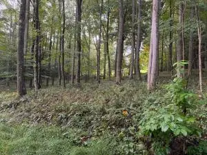 Lot 42 Bright Pond Road, Summersville, WV 26651 - #2
