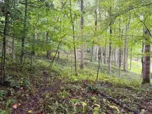 Lot 42 Bright Pond Road, Summersville, WV 26651 - #3