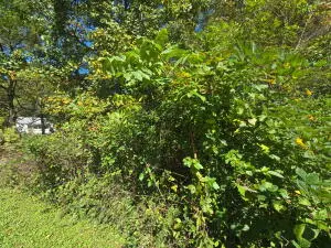 Hereford, Summersville, WV 26651 - #3