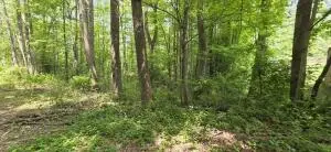 Mickey Drive/susans Road, Mount Nebo, WV 26679 - #3